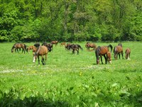 zamek moszna - stadnina koni